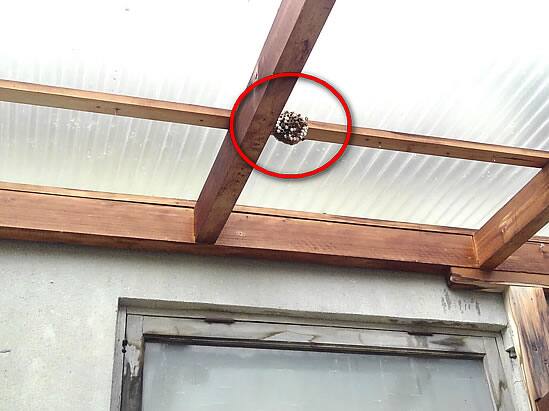 アシナガバチの巣駆除トタン屋根